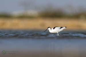 Pied Avocet (Recurvirostra avosetta)03