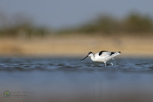 Pied Avocet (Recurvirostra avosetta)04