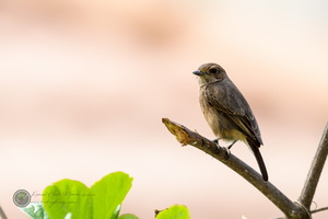 Pied Bushchat (Saxicola caprata)