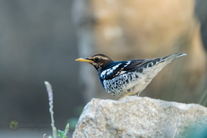 Pied Thrush (Geokichla wardii)