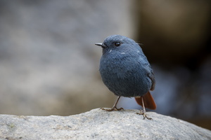 Plumbeous Water-redstart (Phoenicurus fuliginosus) (1)