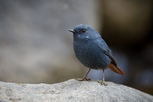 Plumbeous Water-redstart (Phoenicurus fuliginosus) (2)