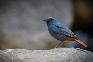 Plumbeous Water-redstart (Phoenicurus fuliginosus) (3)