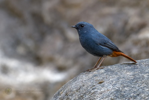 Plumbeous Water-redstart (Phoenicurus fuliginosus) (4)