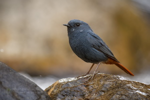 Plumbeous Water-redstart (Phoenicurus fuliginosus) (5)