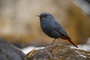Plumbeous Water-redstart (Phoenicurus fuliginosus) (6)