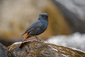 Plumbeous Water-redstart (Phoenicurus fuliginosus) (7)