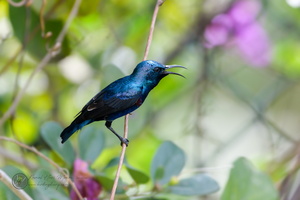 purple sunbird (Cinnyris asiaticus)