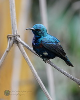 purple sunbird (Cinnyris asiaticus)01