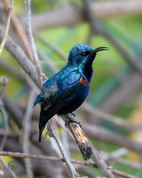 purple sunbird (Cinnyris asiaticus)02