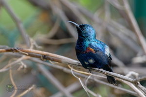 purple sunbird (Cinnyris asiaticus)03