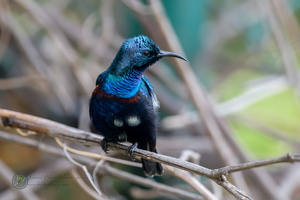 purple sunbird (Cinnyris asiaticus)04