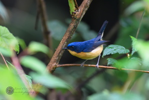 Pygmy Blue-flycatcher (Ficedula hodgsoni)01