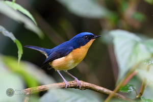 Pygmy Blue-flycatcher (Ficedula hodgsoni)02