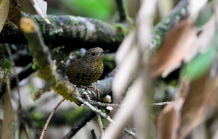 Pygmy Wren-babbler (Pnoepyga pusilla)