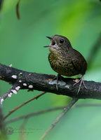 Pygmy Wren-babbler (Pnoepyga pusilla)01