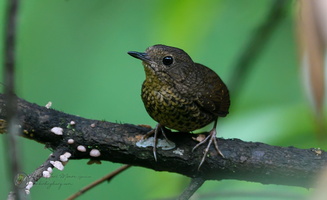 Pygmy Wren-babbler (Pnoepyga pusilla)02