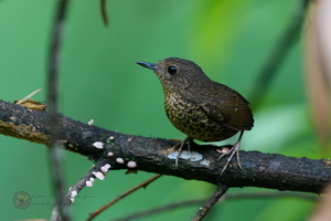 Pygmy Wren-babbler (Pnoepyga pusilla)03