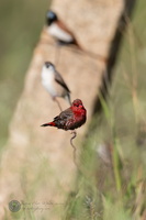 Red Avadavat (Amandava amandava)