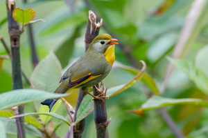 Red-billed Leiothrix (Leiothrix lutea) (1)
