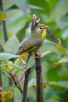 Red-billed Leiothrix (Leiothrix lutea) (2)