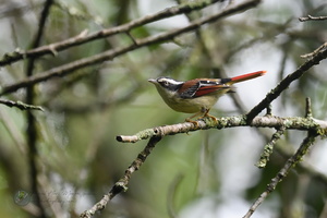 Red-tailed Minla (Minla ignotincta)