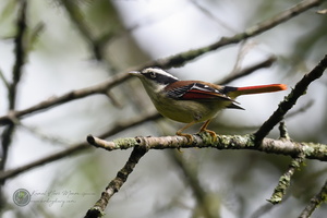Red-tailed Minla (Minla ignotincta)01