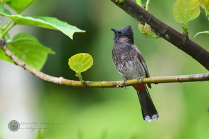 Red-vented Bulbul (Pycnonotus cafer)01