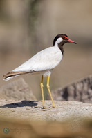 Red-wattled Lapwing (Vanellus indicus)