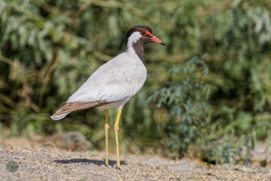 Red-wattled Lapwing (Vanellus indicus)01