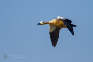Ruddy Shelduck (Tadorna ferruginea) (1)