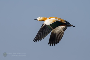 Ruddy Shelduck (Tadorna ferruginea) (2)