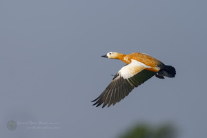 Ruddy Shelduck (Tadorna ferruginea) (4)