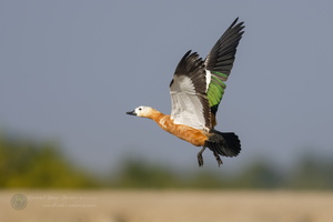 Ruddy Shelduck (Tadorna ferruginea) (5)