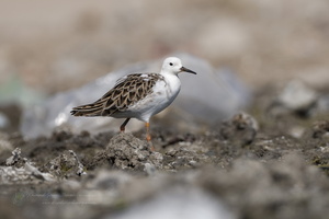 Ruff (Calidris pugnax) (1)