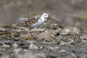Ruff (Calidris pugnax) (2)