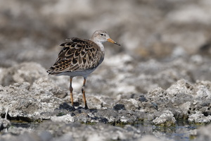 Ruff (Calidris pugnax) (3)