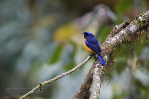 Rufous-bellied Niltava (Niltava sundara)