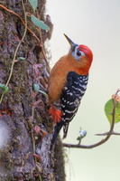 Rufous-bellied Woodpecker (Dendrocopos hyperythrus) (1)