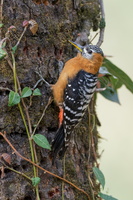 Rufous-bellied Woodpecker (Dendrocopos hyperythrus) (2)