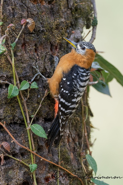 Rufous-bellied Woodpecker (Dendrocopos hyperythrus) (2).jpg