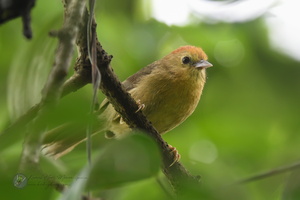 Rufous-capped Babbler (Stachyridopsis ruficeps)