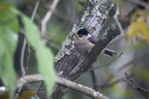 Rufous-fronted Tit (Aegithalos iouschistos)01