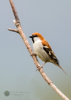Russet Sparrow (Passer cinnamomeus)