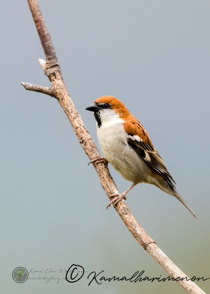 Russet Sparrow (Passer cinnamomeus).jpg