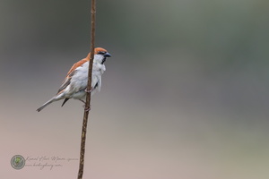 Russet Sparrow (Passer cinnamomeus)02