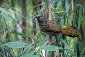 Scaly Laughingthrush (Trochalopteron subunicolor) (1)