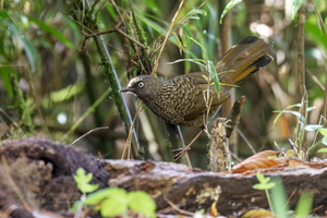 Scaly Laughingthrush (Trochalopteron subunicolor) (2)