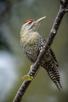 Scaly-bellied Woodpecker (Picus squamatus) (1)