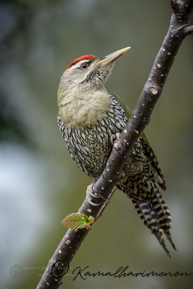 Scaly-bellied Woodpecker (Picus squamatus) (1).jpg